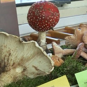Výstava hub 2011