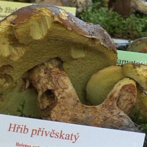 Výstava hub 2011