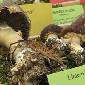 Výstava hub 2011