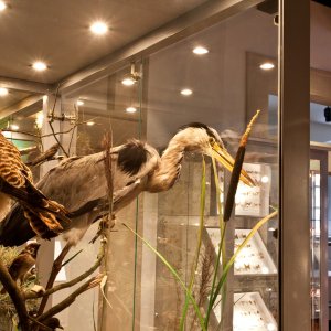 Muzeum v&nbsp;Mimoni - ROK PROVOZU