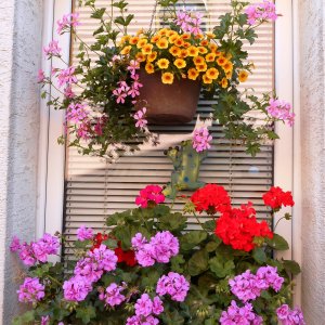 Rozkvetlá okna a&nbsp;balkony 2017&nbsp;