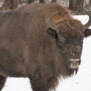 Život lesní zvěře v&nbsp;zimních měsících