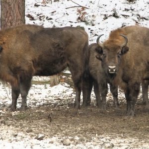 Život lesní zvěře v&nbsp;zimních měsících