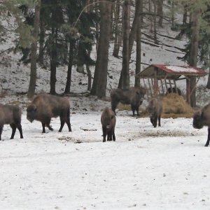 Život lesní zvěře v&nbsp;zimních měsících