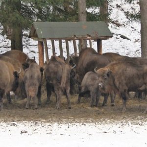 Život lesní zvěře v&nbsp;zimních měsících