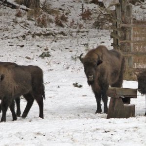 Život lesní zvěře v&nbsp;zimních měsících