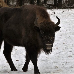 Život lesní zvěře v&nbsp;zimních měsících