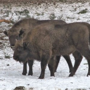 Život lesní zvěře v&nbsp;zimních měsících
