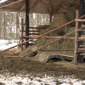 Život lesní zvěře v&nbsp;zimních měsících