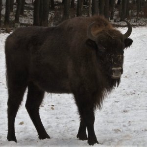 Život lesní zvěře v&nbsp;zimních měsících